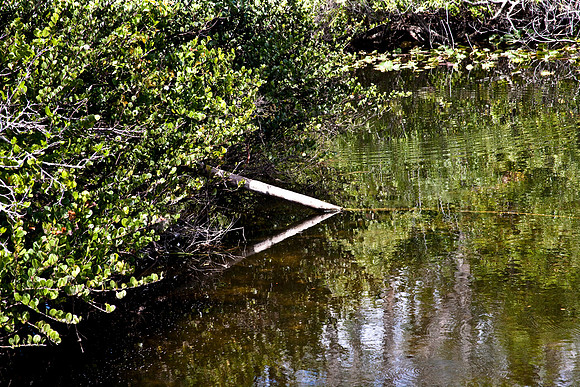 2527_EVERGLADES_MIAMI_FLORIDA_AOM_20090315__A0M1274