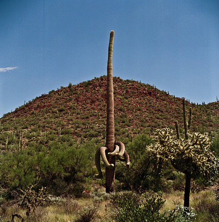 6016_FM_COLOR_TUCSON_AZ_05_6.jpg