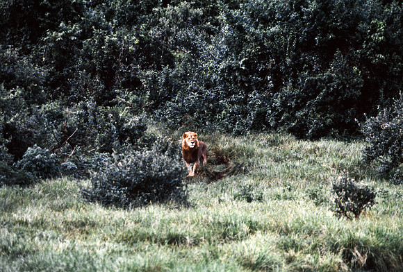 55458_SL_COLOR_LIONS_ABERDEN_KENYA_AFRICA_1989_1-2