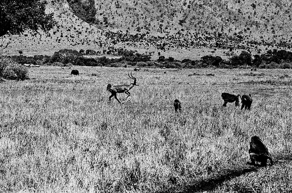 B3_82002_BW_194_New_Masai-Ballon_Africa_89_19