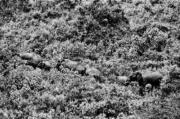 B3_82001_BW_194_New_Safari_Lion_Track_Africa_89_7