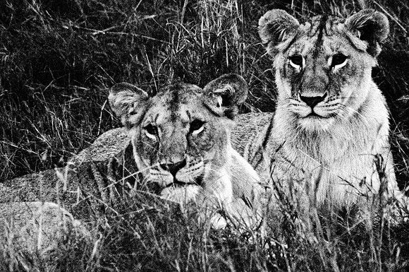 55460_SL_COLOR_LIONS_MOUNT_KENYA_AFRICA_1989