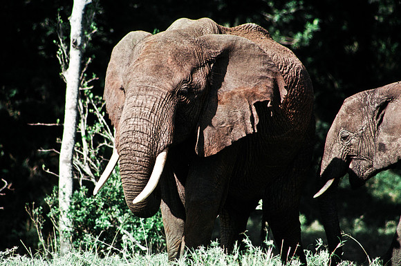 55394_SL_COLOR_ELEPHANTS_MASAI_KENYA_AFRICA_1989_14
