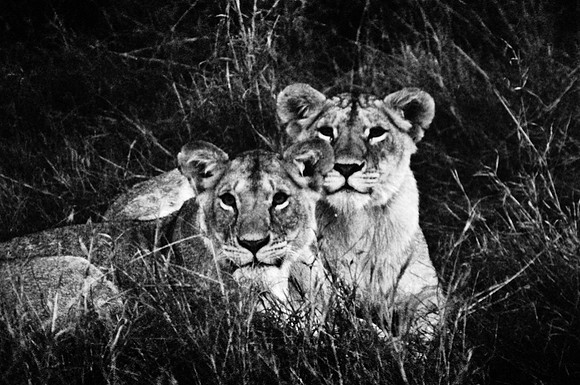 55460_SL_COLOR_LIONS_MOUNT_KENYA_AFRICA_1989_16