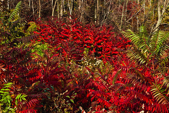 0258_FM_COLOR_MINESOTA_99_80.jpg