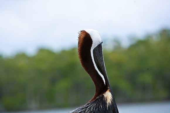 84681_ZV4N_7979_FL_USA_2008