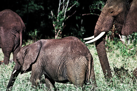 55394_SL_COLOR_ELEPHANTS_MASAI_KENYA_AFRICA_1989_6