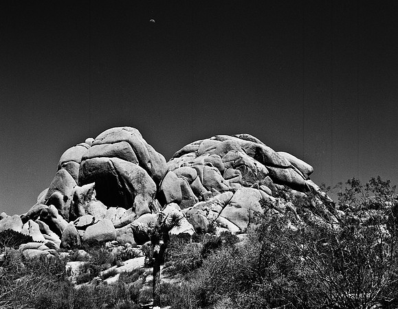 2335_FM_BW_SQ_JOSHUA_TREE_CA_02_5.jpg