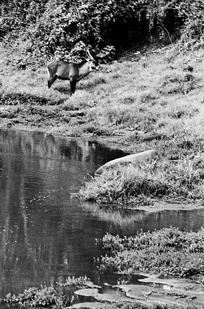 B3_82008_BW_194_New_Amboseli_Africa_89_2
