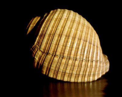 42477_FM_4X5_BW_GIANT_TUM_SHELLS_FL_04_04