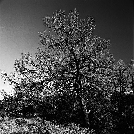 6118_FM_BW_GRAND_CANYON_AZ_05_10.jpg
