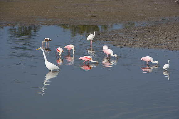 85545_ZV4N_7192_Miami_To_Sanibel_Island_FL