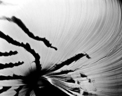 42436_FM_4X5_BW_NATNAUT_SHELLS_FL_04_02