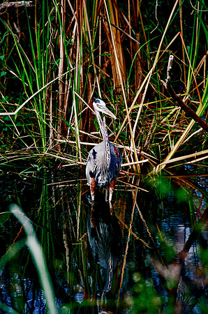 84694_EVERGLADES 33936__Azuley-R1-27A