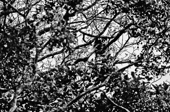 B3_82008_BW_194_New_Amboseli_Africa_89_8