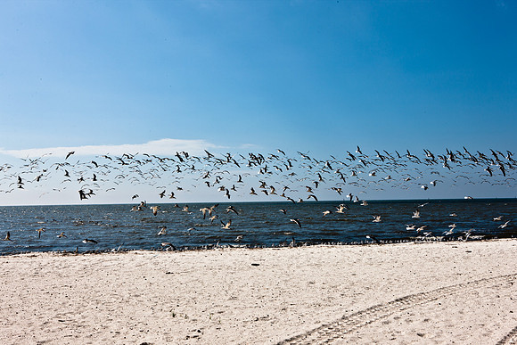0036-NEW_ORLEANS_TO_PANAMA_CITY_BEACH_5L8Y1134