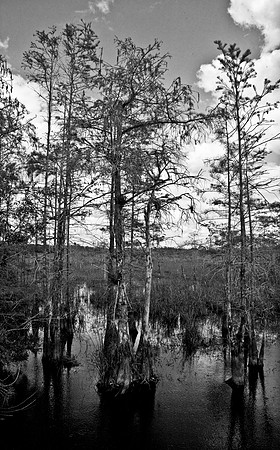 2527_EVERGLADES_MIAMI_FLORIDA_AOM_20090315__A0M1298