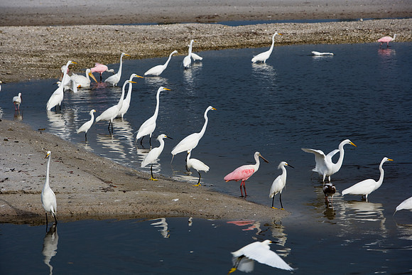 85546_ZV4N_7207_Miami_To_Sanibel_Island_FL_USA