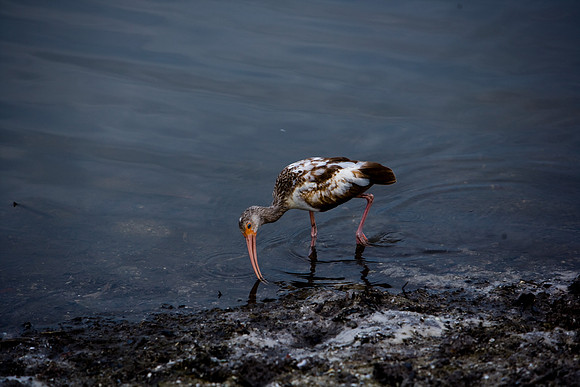 85546_ZV4N_7212-1_Miami_To_Sanibel_Island_FL_USA