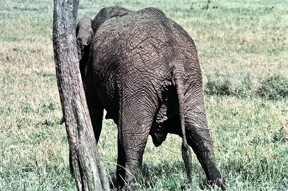 55392_SL_COLOR_ELEPHANTS_MASAI_KENYA_AFRICA_1989_20