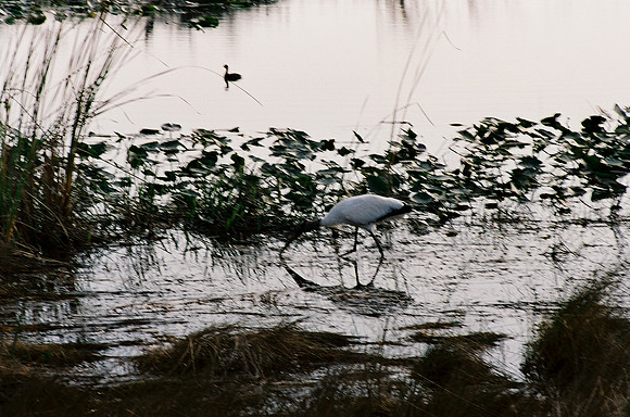 84694_EVERGLADES 33939__Azuley-R7-1A