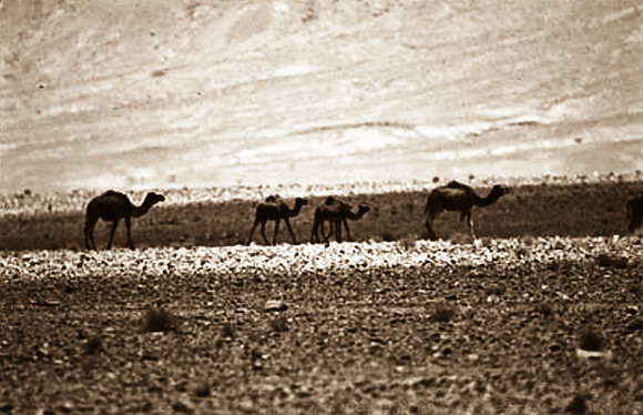 3198_SL_COLOR_RISSANI_MAROCCO_II_1998_8