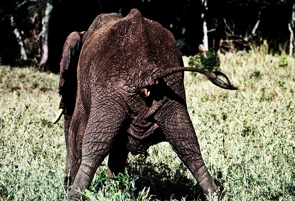 55393_SL_COLOR_ELEPHANTS_MASAI_KENYA_AFRICA_1989_21