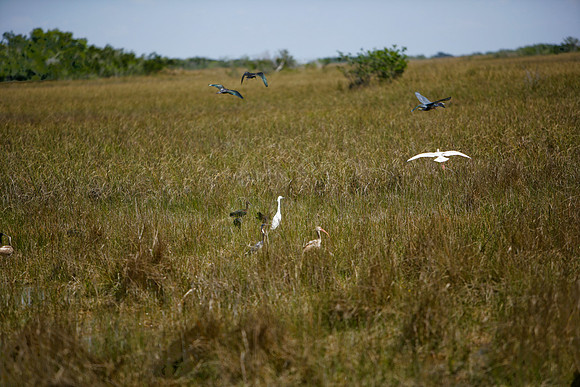 84673_ZV4N_1436_Everglades_Shark_Valley_FL_USA