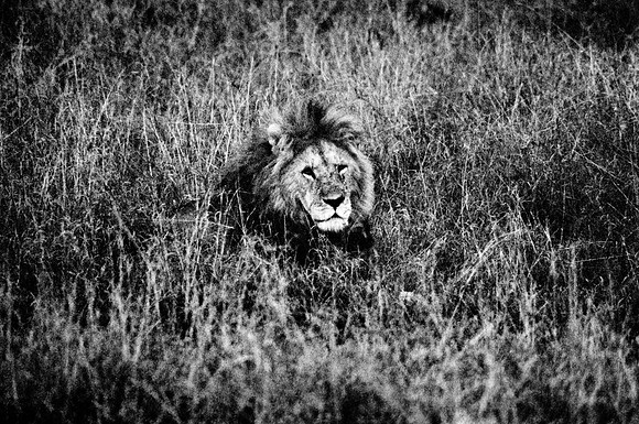 55464_SL_COLOR_LIONS_MASAI_KENYA_AFRICA_1989