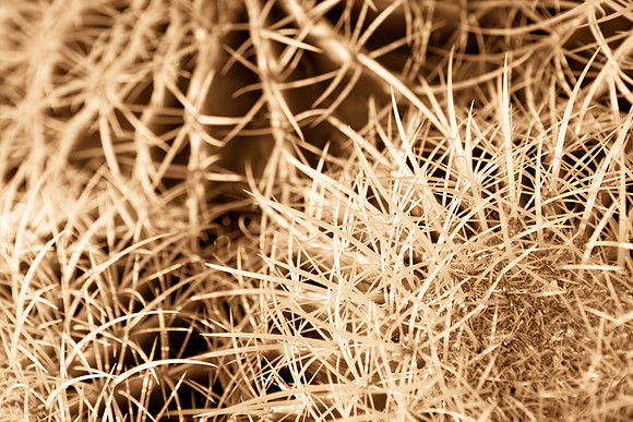 0031_La_Arizona_5L8Y5095-2