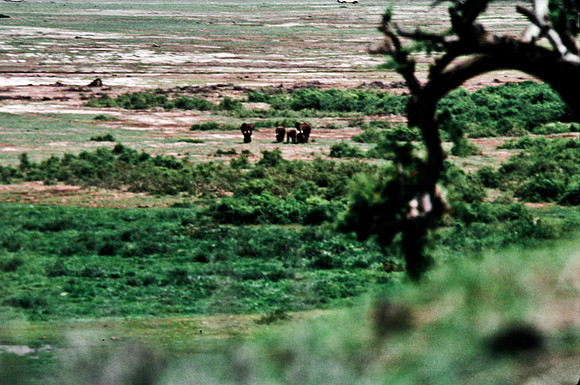 55395_SL_COLOR_ELEPHANTS_KILIMANJARO_KENYA_AFRICA_1989_7