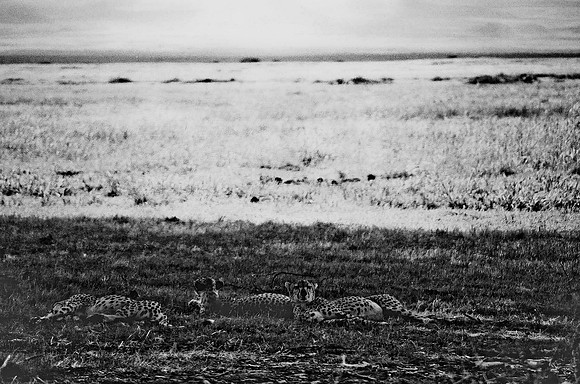 B3_82005_BW_194_New_Masa_Mara_Africa_89_26