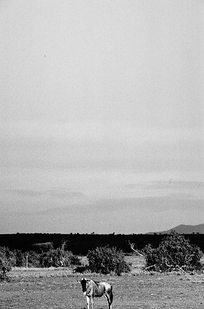 55397_SL_COLOR_BUFFALO_WILDBEAST_KILIMANJARO_KENYA_AFRICA_1989_13