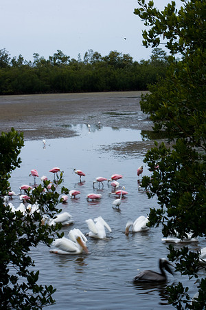 85547_ZV4N_7337-126_Miami_To_Sanibel_Island_FL