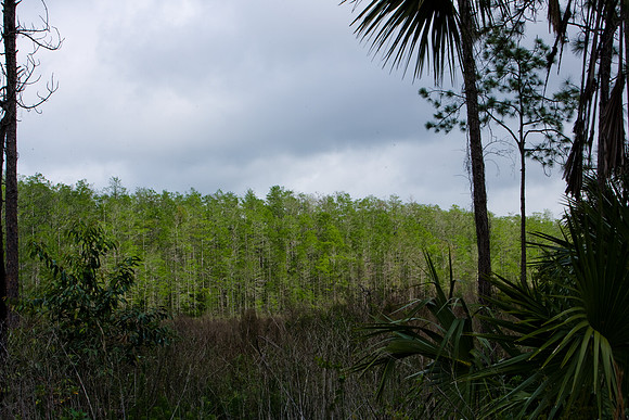 85535_20080323-ZV4N7689_Miami_To_Sanibel_Island_Florida_Everglades_FL_USA