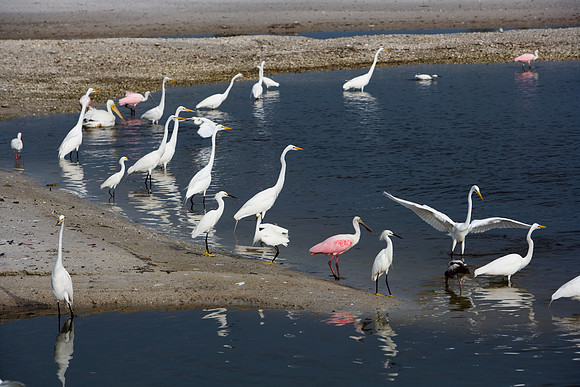 85546_ZV4N_7206_Miami_To_Sanibel_Island_FL_USA