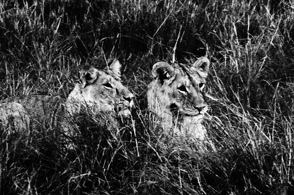 55460_SL_COLOR_LIONS_MOUNT_KENYA_AFRICA_1989_1-2