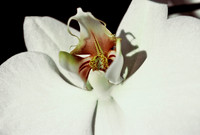 84577_SL_COLOR_WHITE_ORCHID_FL_06_22.tif