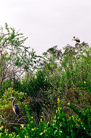 84694_EVERGLADES 33936__Azuley-R1-14A