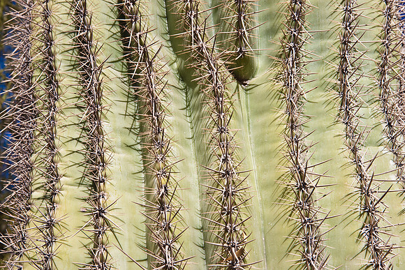 0031_La_Arizona_5L8Y5391