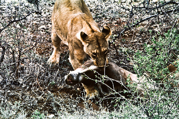 55447_SL_COLOR_LIONS_SUMBURU_KENYA_AFRICA_1989_16