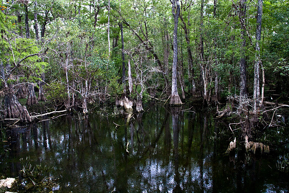 2527_EVERGLADES_MIAMI_FLORIDA_AOM_20090315__A0M1376