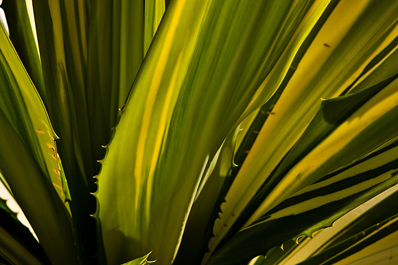 2905_DG_Fisher_Trees_Plants_Miami_FL_20090130_5L8Y0094