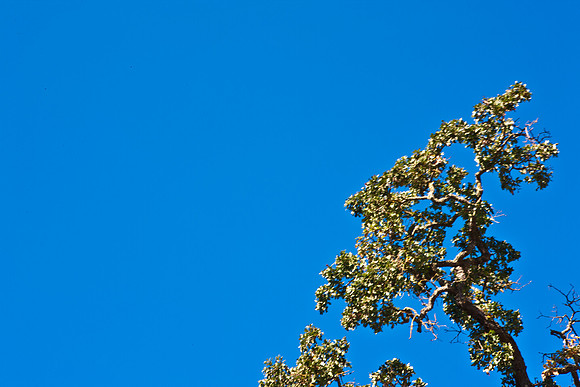0024_DG_Yountvile_Napa_CA_USA_20095L8Y0047