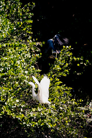 84694_EVERGLADES 33940__Azuley-R6-33A