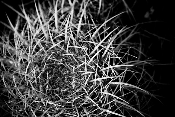 0031_La_Arizona_5L8Y5101