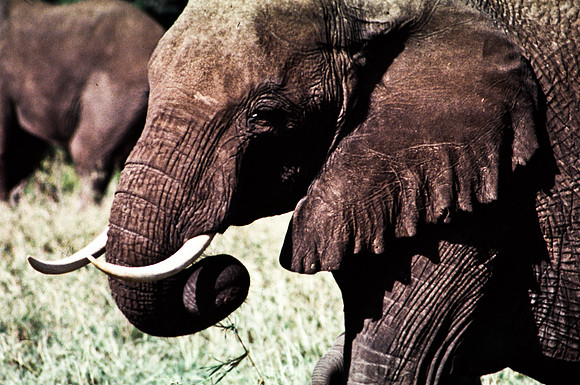 55393_SL_COLOR_ELEPHANTS_MASAI_KENYA_AFRICA_1989_4
