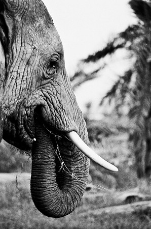 B3_82007_BW_194_New_Masa_Mara_Africa_89_20