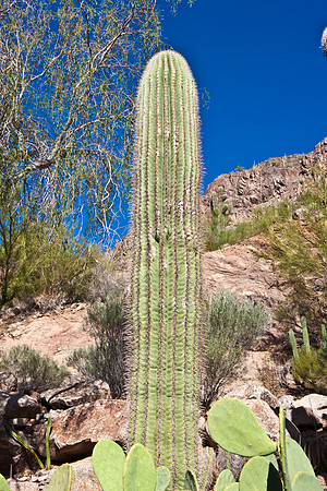 0031_La_Arizona_5L8Y5280