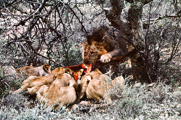 55447_SL_COLOR_LIONS_SUMBURU_KENYA_AFRICA_1989_5